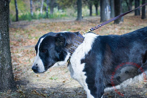 Central-Asian-Shepherd brown leather collar with rust-resistant fittings for walking in style