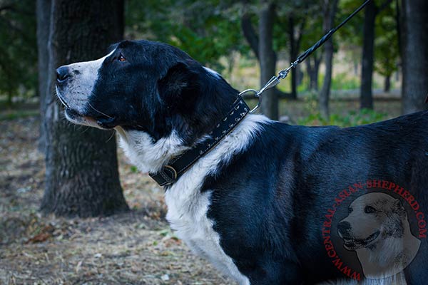 Central-Asian-Shepherd black leather collar of high quality decorated with spikes for quality control