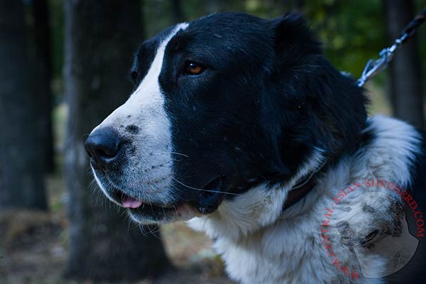 Central-Asian-Shepherd black leather collar with rust-resistant fittings for advanced training