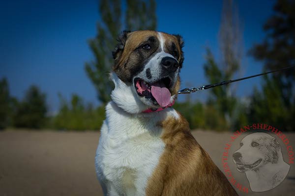 Central-Asian-Shepherd pink leather collar with rustless nickel plated hardware for any activity