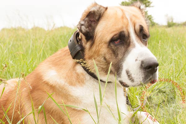 Central-Asian-Shepherd brown leather collar of lightweight material with d-ring for leash attachment for agitation training