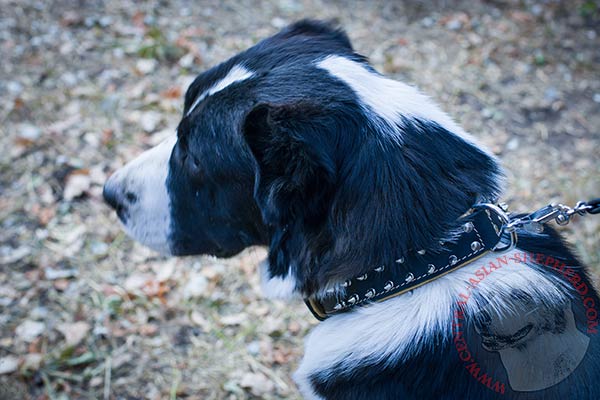 Central-Asian-Shepherd black leather collar with non-corrosive fittings for stylish walks