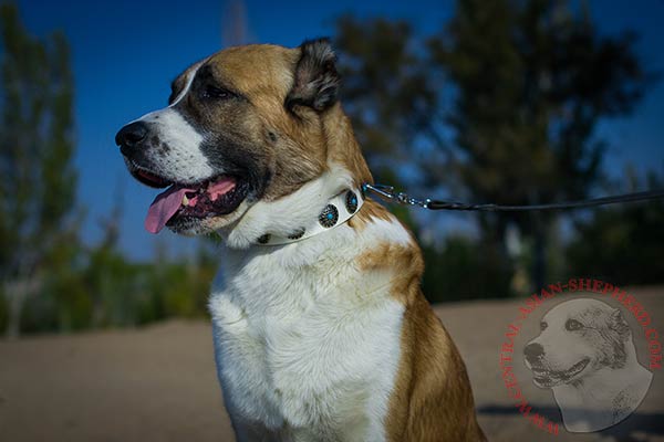 Central-Asian-Shepherd white leather collar of classic design with d-ring for leash attachment for quality control