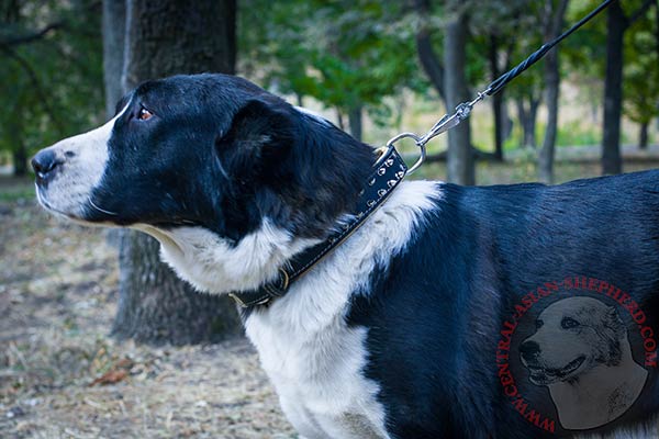 Central-Asian-Shepherd black leather collar with corrosion resistant nickel plated hardware for walking