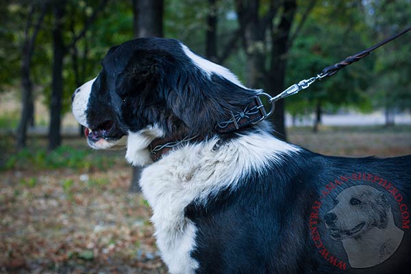 Central-Asian-Shepherd black leather collar with duly riveted hardware for better comfort