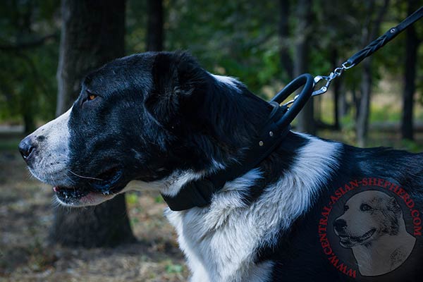 Central-Asian-Shepherd black leather collar with strong fittings for quality control