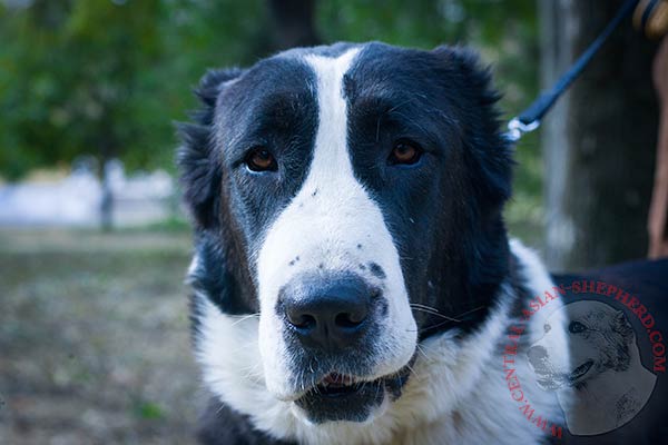 Central-Asian-Shepherd nylon collar with strong fittings for quality control