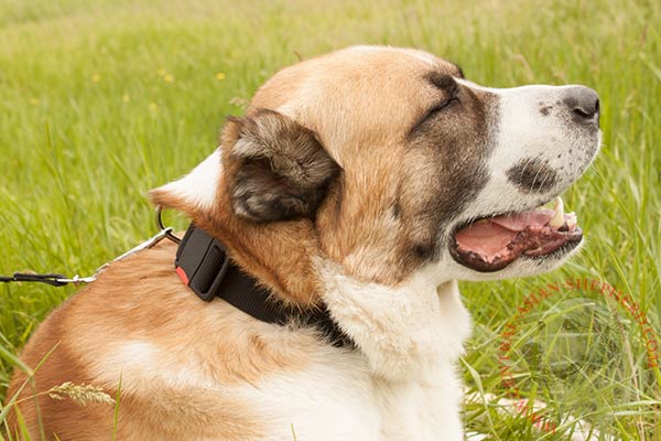 Central-Asian-Shepherd nylon collar with non-corrosive fittings for daily activity
