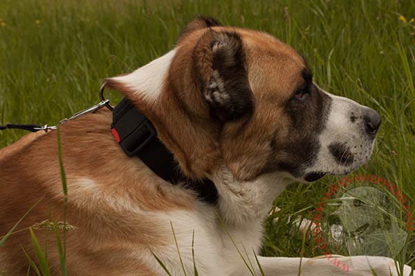 Central-Asian-Shepherd nylon collar of classic design with quick release buckle for professional use
