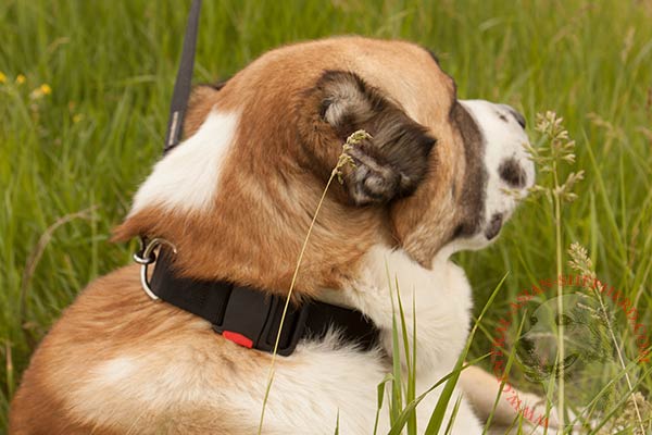 Central-Asian-Shepherd nylon collar with non-corrosive fittings for any activity