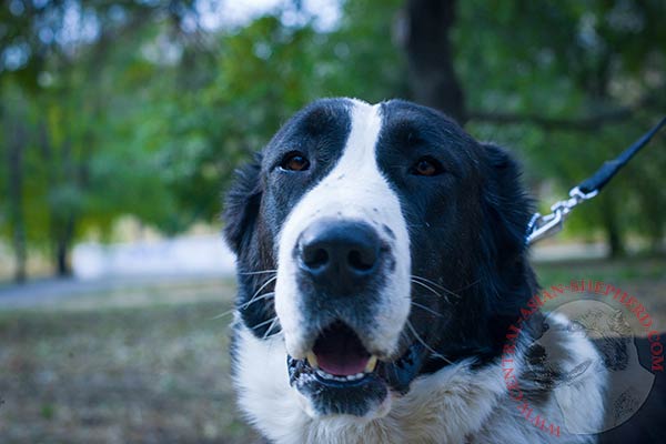 Central-Asian-Shepherd nylon collar with rustless hardware for professional use
