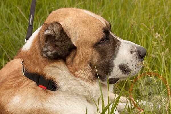 Central-Asian-Shepherd nylon collar adjustable  quick release buckle for pulling activity