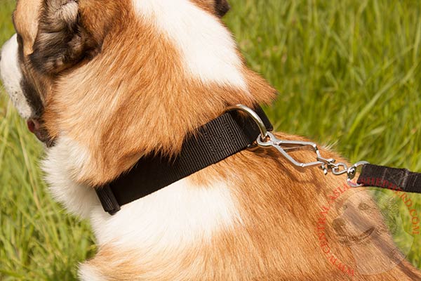 Central-Asian-Shepherd nylon collar with rust-resistant hardware for stylish walks