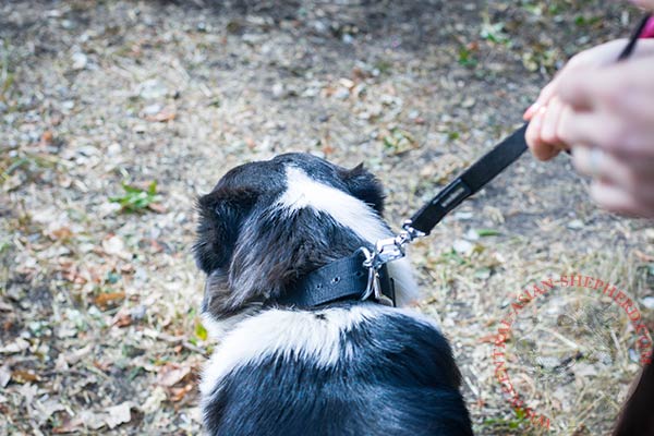 Central-Asian-Shepherd nylon collar with reliable fittings for agitation training