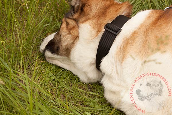 Central-Asian-Shepherd nylon collar of lightweight material with quick release buckle for walking