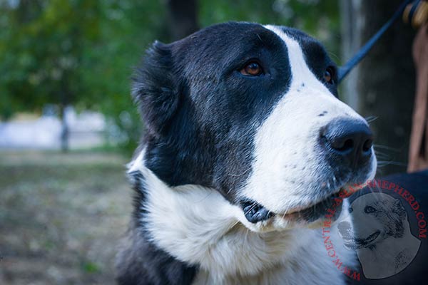 Central-Asian-Shepherd nylon collar with reliable hardware for advanced training