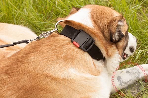 Central-Asian-Shepherd nylon collar with durable fittings for better comfort