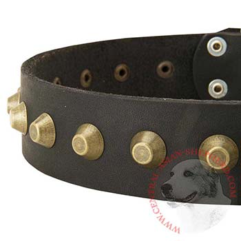 Leather Dog Collar with Brass Pyramids for Central Asian Shepherd