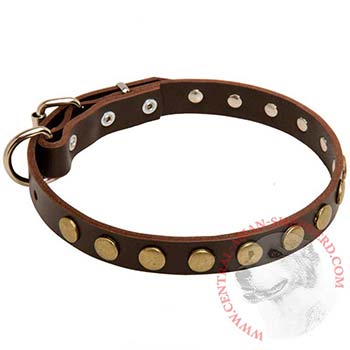Leather Studded Dog Collar for BREEd-NAME Walking