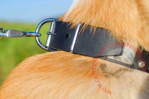 Nickel D-ring Easily Attached to Leather Central Asian Shepherd Collar