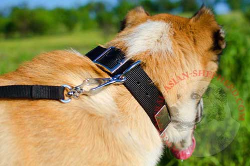 Easily Adjustable Nickel Buckle on Nylon Central Asian Shepherd Collar