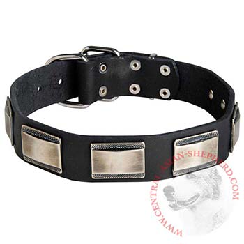 Leather Central Asian Shepherd Collar with Solid Nickel Plates