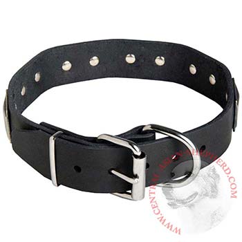 Leather Central Asian Shepherd Collar with Steel Nickel Plated Buckle and D-ring