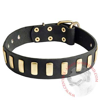 Central Asian Shepherd Collar Leather with Brass Hardware