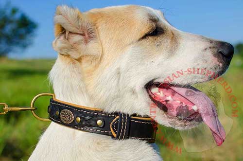 Leather Dog Collar with Braids for Central Asian Shepherd