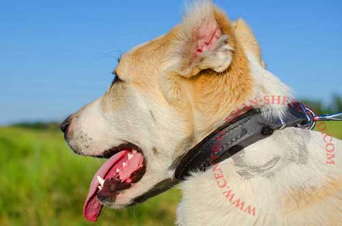 Padded Leather Central Asian Shepherd Collar for Training