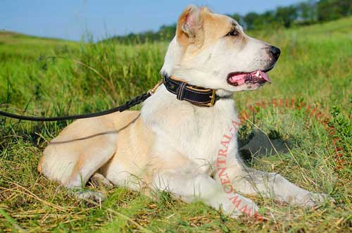 Leather Central Asian Shepherd Collar for Showy Walking