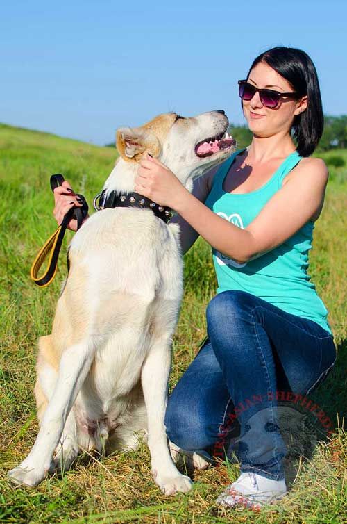 Dog Collar Nylon Decorated for Central Asian Shepherd