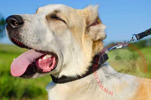 Comfortable Leather Dog Collar Padded for Central Asian Shepherd
