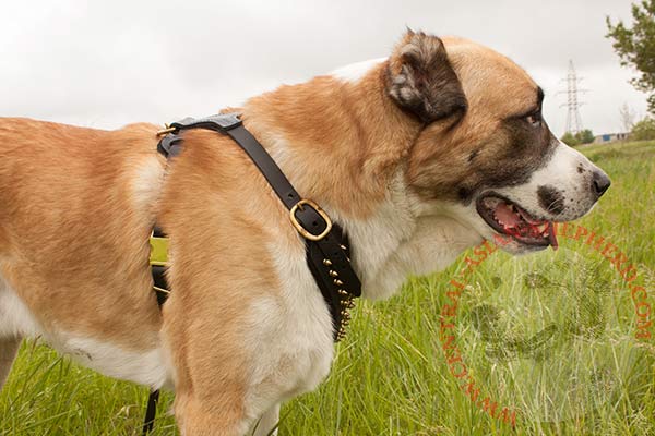 Comfortable in exploitation Central Asian Shepherd leather harness