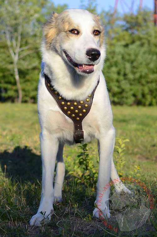 Leather Harness for Central Asian Shepherd Agitation Training