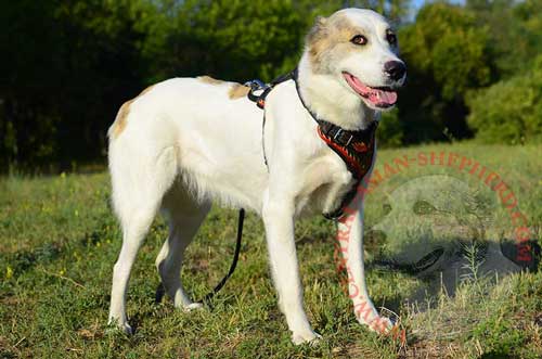 Leather Harness for Central Asian Shepherd with Bright Water-proof Painting