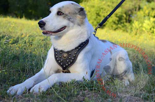 Leather Harness for Central Asian Shepherd Walking in Style