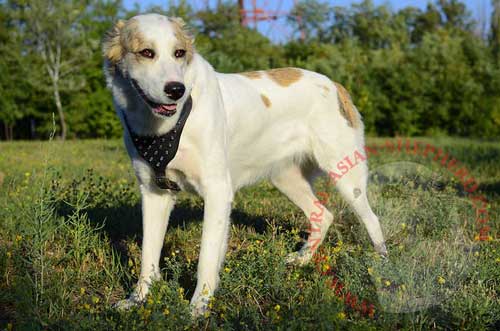 Leather Harness with Nickel Spikes for Central Asian Shepherd Walking and Training