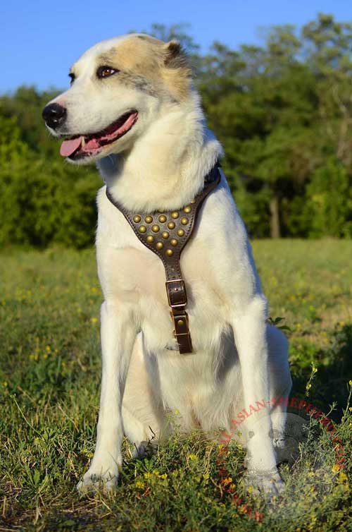 Leather Central Asian Shepherd with Adjustable Buckles