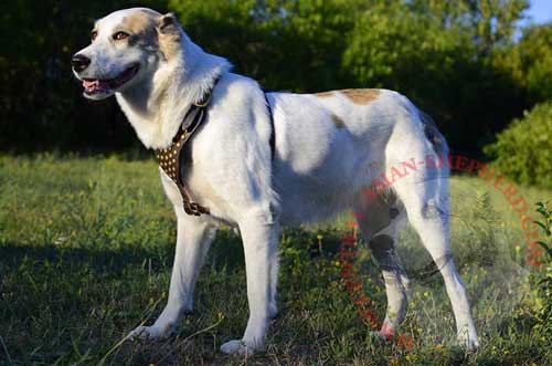 Stylish Leather Harness for Central Asian Shepherd Posh Walks