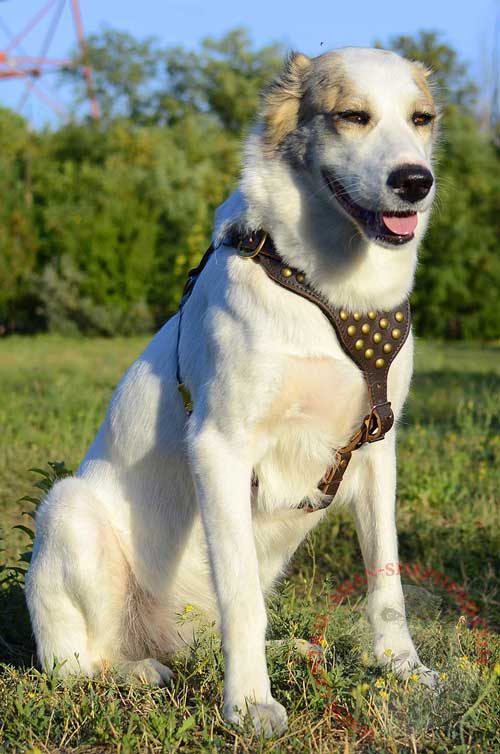 Leather Harness for Central Asian Shepherd with Brass Hardware and Studs
