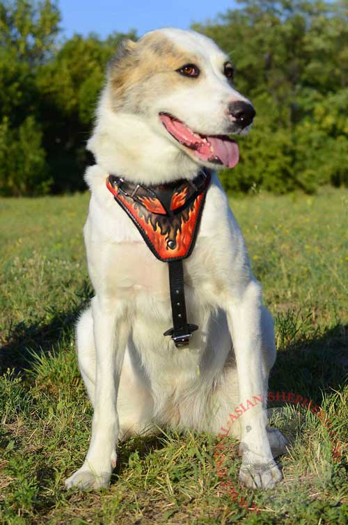 Leather Harness for Central Asian Shepherd with Felt Padded Chest Plate