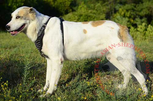 Central Asian Shepherd Leather Harness with Riveted Decoration