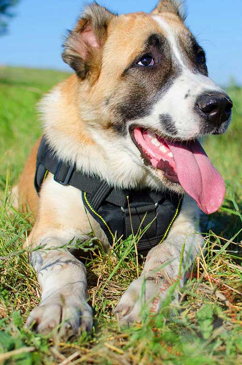 Nylon Harness for Central Asian Shepherd Regular Walks