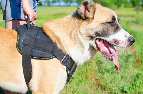 Central Asian Shepherd Harness Nylon with Handle for Better Control Over the Dog