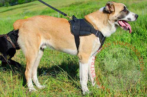 Nylon Harness for Central Asian Shepherd Leash Control