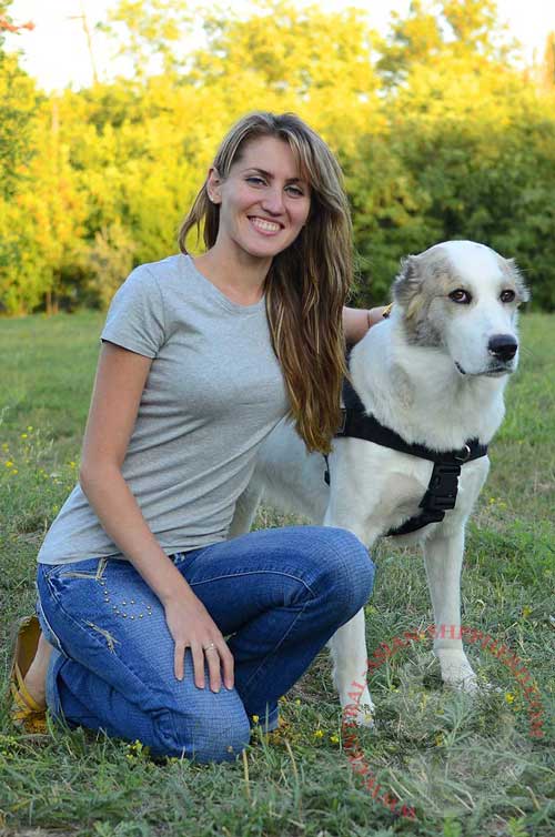 Nylon Harness for Central Asian Shepherd with Easy-to-adjust Buckle