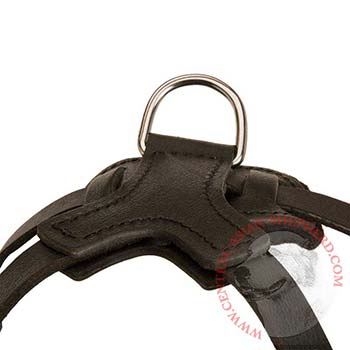 D-ring Attached to Central Asian Shepherd Harness