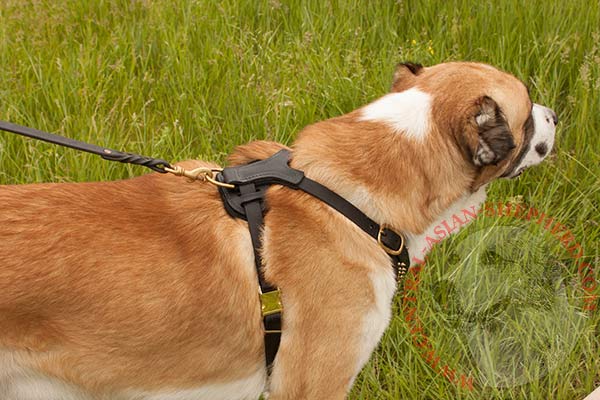 Felt padding on Central Asian Shepherd leather harness