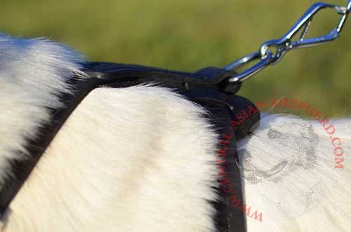 Nickel D-ring for Leash Attachment Rust Resistant